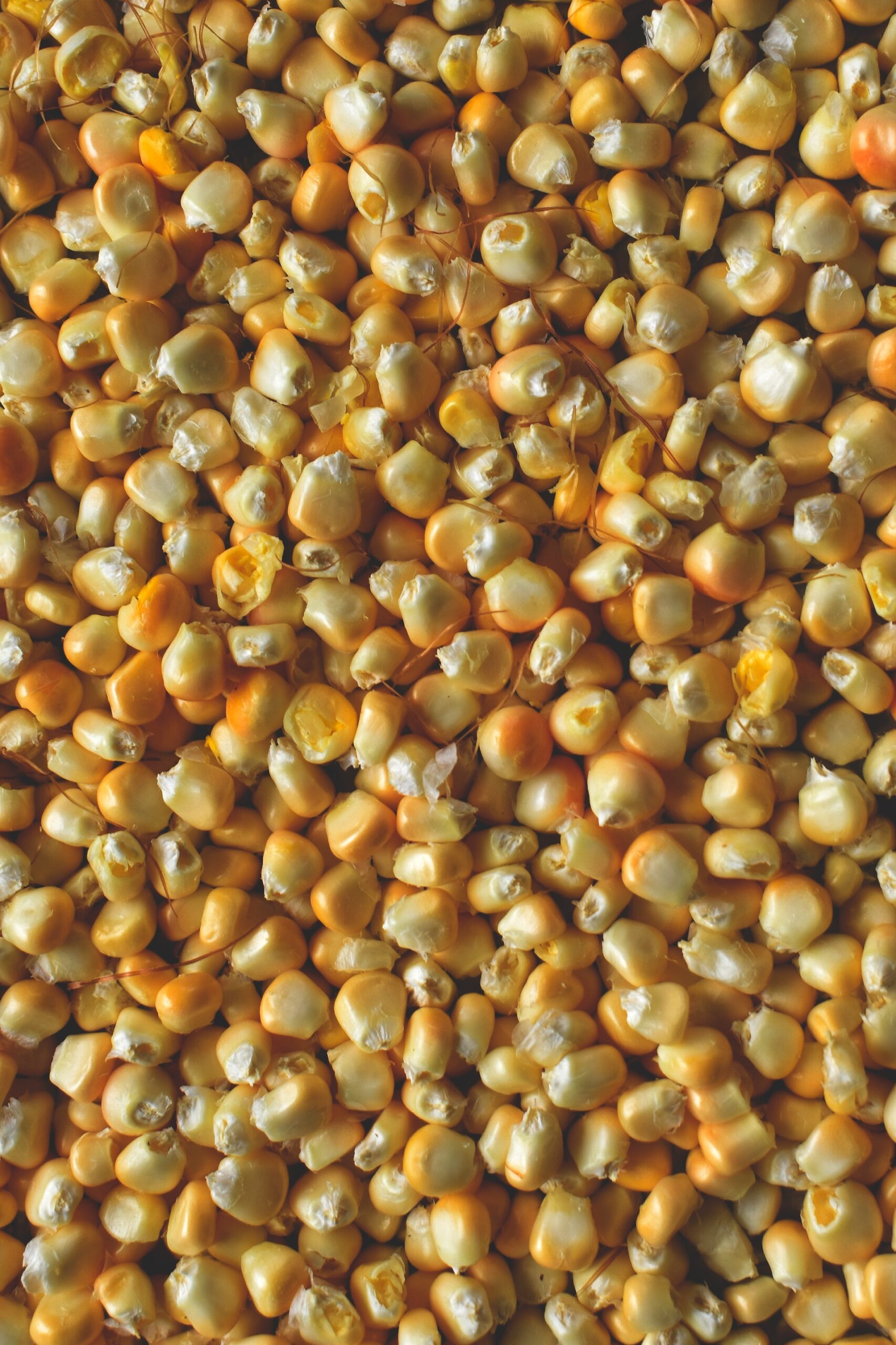 shelled-corn